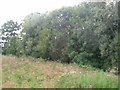 Woodland beside cycle path to York