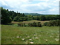 Mixed woodland SW from Sewards Copse