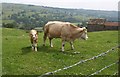 SE1466 : Cow and calf, Grange Lane by Derek Harper