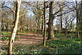 Daffodils in the woods