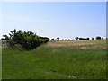 Footpath to Moor Road