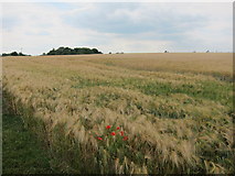 SP6161 : Barley field north of Dodford by Oast House Archive