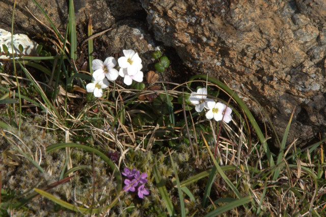 Northern Rock-cress (Arabidopsis petraea), Hill of Clibberswick