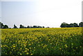 Oil Seed Rape in flower