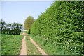 Footpath to Marden Beech