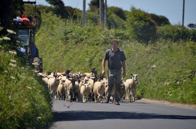 North Cornwall : Sheep on the B3263