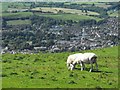 Sheep grazing above Newtown