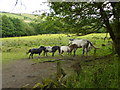 Mare and miniature horses