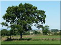 Tree on a field boundary