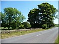 Trees alongside Thorncliff Green Road