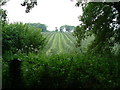 Roadside hedge and orchard behind