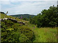 Overgrown bridleway in Hayfield