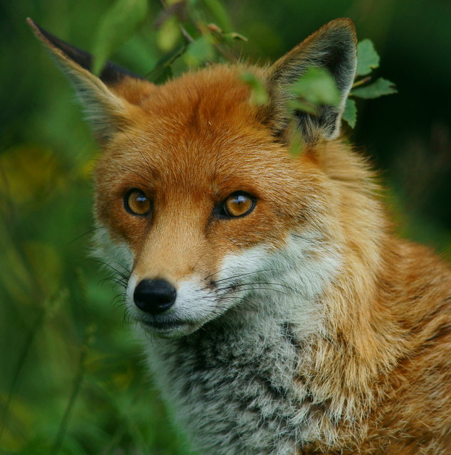 'Frodo' © Peter Trimming cc-by-sa/2.0 :: Geograph Britain and Ireland