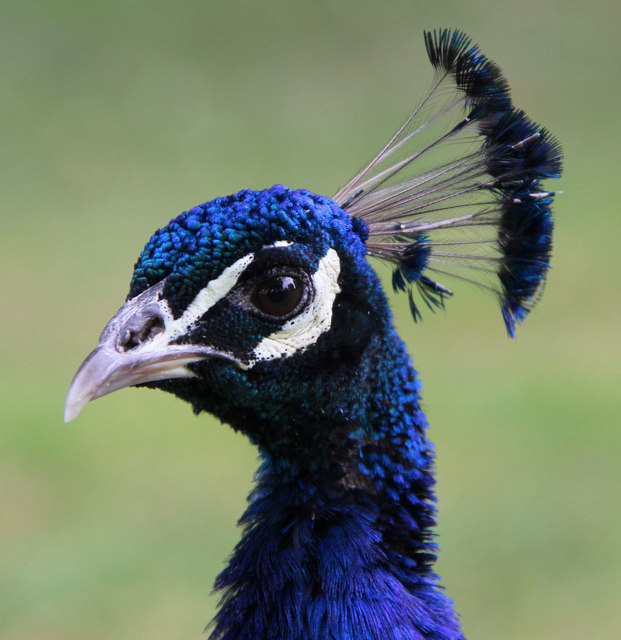 Peacock, Kew Gardens, London