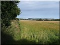 Barley near Raneleigh