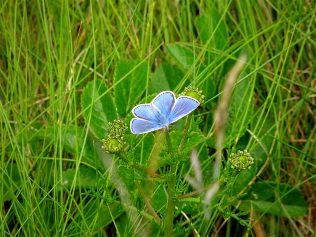 The Common Blue butterfly