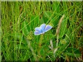 B8447 : The Common Blue butterfly by Kenneth  Allen