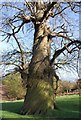 Twisted tree, Knole Park