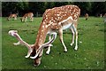 SJ7387 : Fallow deer grazing at Dunham Massey by Jeff Buck