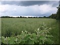 Rapeseed field, Wasperton