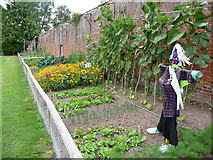 SO5163 : Part of the walled vegetable garden at Berrington Hall by Jeremy Bolwell