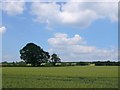 Wheat fields at Chadshunt