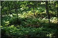 Ferns in the Wyre Forest near Bewdley