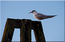 J5082 : Common Tern, Bangor by Rossographer