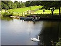 Man versus bird, Dungannon Lake