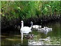 Swan with cygnets, Dungannon Lake