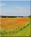 NT3569 : Field of Poppies by Adam Ward