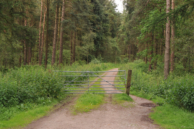 Gated forest road on Lochar Moss © Steven Brown :: Geograph Britain and ...