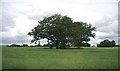 Tree in an arable field