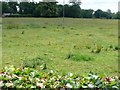 Field at Ashorne Hill College