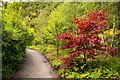 Path past trees in the Eden Project