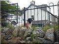 Lamb in a Glenridding garden