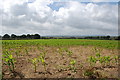 Crop Field looking towards Eastbourne