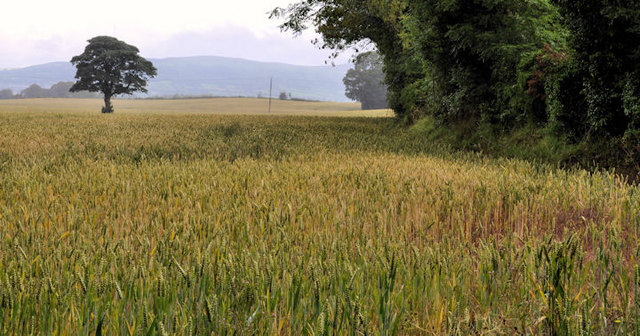 Barley field, the Giant's Ring, Belfast