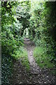 Bridleway between hedges