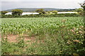 A cultivated field near Greenberry