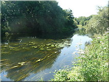 SZ1393 : Iford: River Stour by Chris Downer