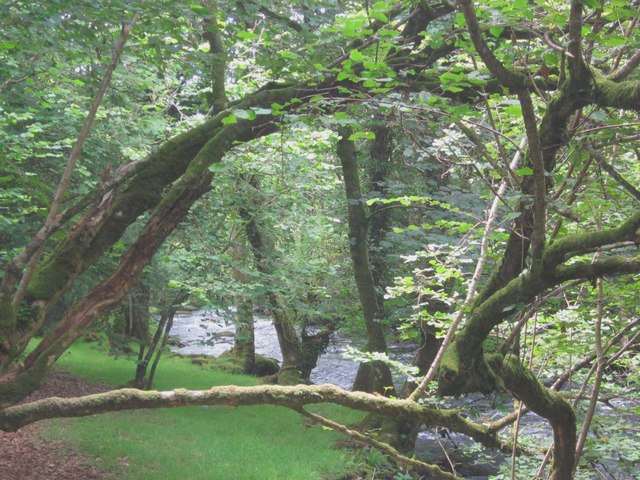 Coed ar lan Afon Gwyrfai 3 / Trees along Afon Gwyrfai 3