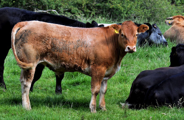 Cattle near Aghalee © Albert Bridge :: Geograph Britain and Ireland