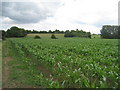 View towards Tibberton Court