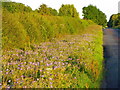 Meadow cranesbill near Rockbourne