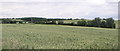 Cereal fields at Tilty, Essex