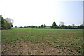 TQ7142 : Crops, Castlemaine Farm by N Chadwick