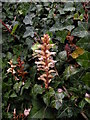 TL4658 : Ivy Broomrape (Orobanche hederae) by Keith Edkins
