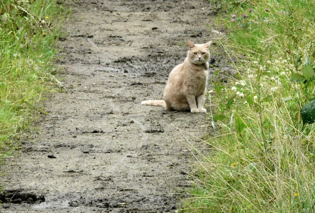 Cat on Trail