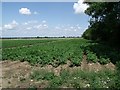 Crops off Somerton Gate Lane